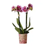 Kolibri Orchids | Rosa lila Phalaenopsis Orchidee - El Salvador - Topfgröße Ø9cm | blühende Zimmerpflanze - frisch vom Züchter