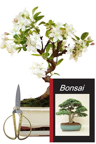 Genki-Bonsai Freiland Starterset Apfelbaum ca. 30–35 cm – 4-teiliges Bonsai Komplettset mit Schere, Untersetzer & Bonsaibuch – robuster Outdoor-Bonsai für Anfänger & Fortgeschrittene vom Fachhändler