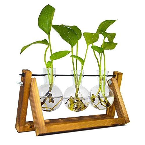 Propagation Station, Ableger Pflanzen Glas für Hydroponische Pflanzen, Pflanzenterrarium mit Holzständer Schmücken Büro, Esstisch, Interieur(3 Bulb Vase)