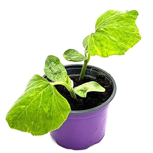 Butternut - Kürbis Pflanze Cucurbita moschata