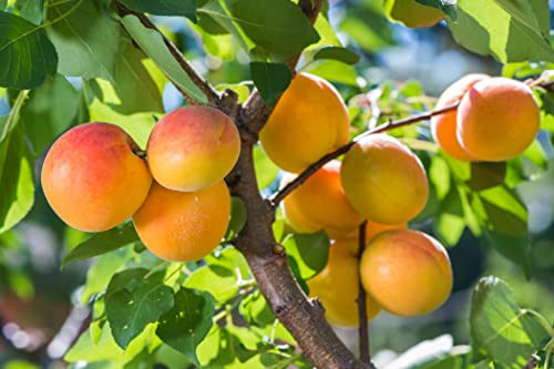 1 Aprikose " Ungarische Beste" 120-150cm im großem Topf Aprikosen Obst Busch Prunus armeniaca inkl. Dünger