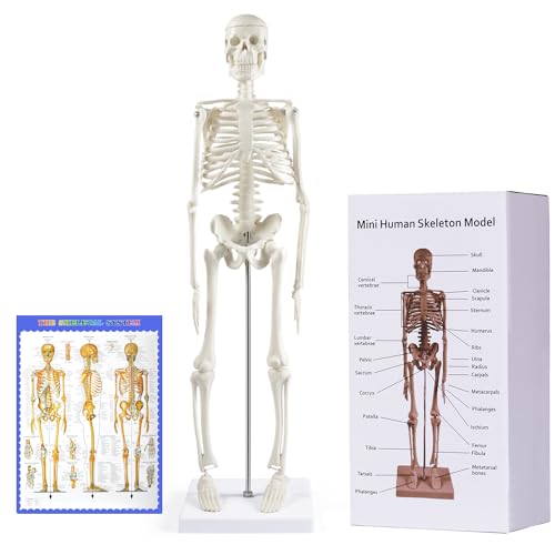 Menschliches Skelett Modell für Anatomie, 45 cm großes kleines menschliches Skelettmodell mit beweglichen Armen und Beinen, wissenschaftliches Modell für Studium