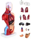 QWORK® 15-Teilig Menschliches Anatomie Modell - Schädel Gehirn Torso und Innere Organe - für Medizinstudenten Ärzte und Lehrer - 28 cm