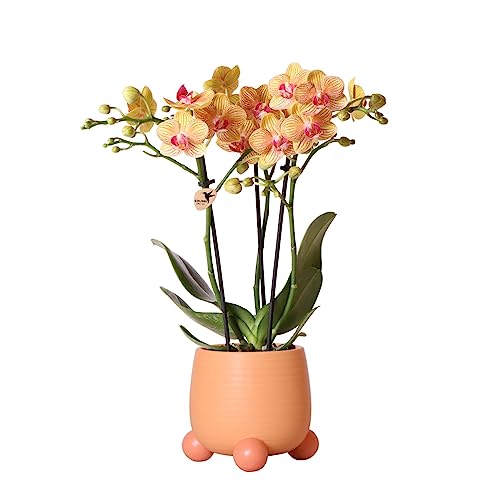 Kolibri Orchids | Orange Phalaenopsis orchid - Jamaica + Rolling dekorativer Topf Pfirsich - Topfgröße Ø9cm - 35cm hoch | blühende Zimmerpflanze im Blumentopf - frisch vom Züchter