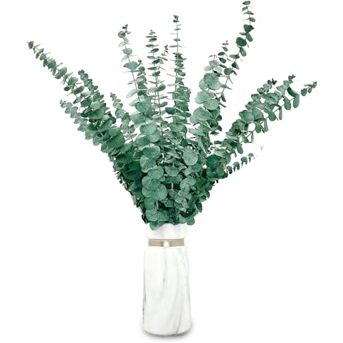 20 Stück Eukalyptus Getrocknet 43cm Natürliche Trockenblumen Eukalyptus kann Konserviert Frische Eukalyptus-Zweige für Hochzeit、Blumen Arrangements Heim Décor 215/65