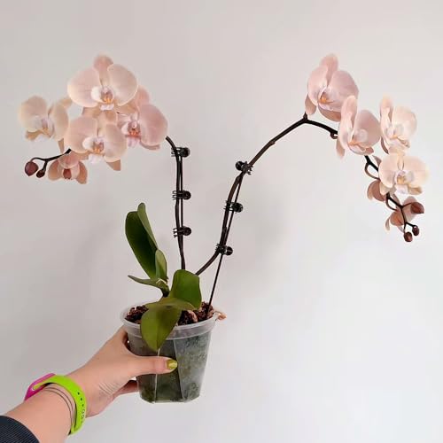 20 pcs phalaenopsis orchideen samen, Schmetterling Orchidee, pflanzen samen indoor, pflanzen winterhart orchideen echte pflanzen gartenpflanzen, stauden winterhart winterharte kübelpflanzen,
