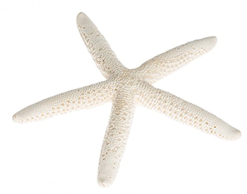 NaDeco Schlangen-Seestern in Weiß, Größe wählbar | Deko-Seestern | Dekoseestern | Schlangenseestern | Fingerseestern | Maritime Dekoration | Seesterne | Seestern zur Dekoration, Größe:12-16 cm