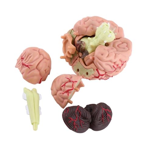 Anatomisches Gehirn-Medizinmodell, Anwendbar für Neurologische Studien und Chirurgische Dissektionen, Bunter Kunststoff, 1 Stück