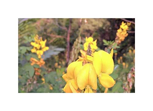 Stk - 10x Crotalaria longirostrata Chipilín Garten Pflanzen - Samen ID1233 - Seeds & Plants Shop by Ipsa