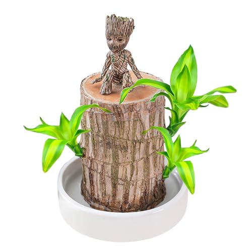 MEIYAXINWIN Brasilianisches Glücksholz Pflanze Set, Brasilien Glücksbambus mit 1 Topf und Ornamenten, Lucky Wood Hydrokultur Topfpflanzenstumpf Schreibtisch Ornament Kleine Desktop Pflanz