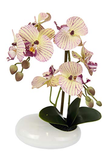 Orchidee in Schale