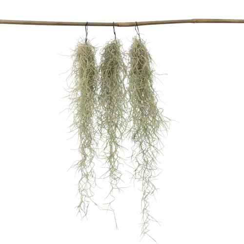 Plant in a Box - Tillandsia Usneoides - 3er Set - Spanisches Moos - Tillandsien - Zimmerpflanzen - Luftpflanzen - Höhe 25-40cm