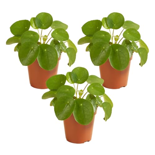 Bloomique - 3er Set - Pilea Peperomioides - Chineser Geldbaum- Ufopflanze - Zimmerpflanzen - Pflegeleicht - Luftreinigend - Höhe 15-20 cm - Topf 12 cm