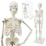 45 cm Hoch Menschliches Skelett Modell für Anatomie,Menschliches Körpermodell,Ganzkörper mit beweglichen Armen, Beinknochenstrukturen, Ganze Wirbelsäulenrippen des Skelettmodells sind integriert