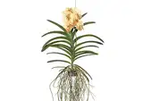 Plant in a Box - Vanda-Orchidee 'Sundana Yellow Henna' - Gelb - L - Höhe 70cm