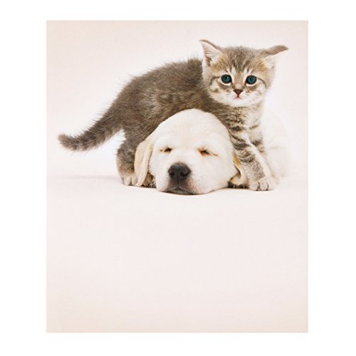 Hallmark tierschutzorganisation RSPCA blanko Karte"Kätzchen und Welpen" – Medium