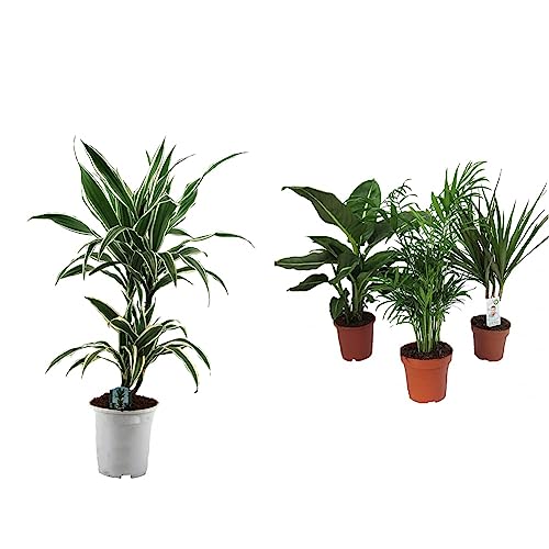 Dominik Blumen und Pflanzen, Blumen Drachenbaum Warneckii, 1 Pflanze, mehrfarbig &, Zimmerpflanzen Set aus 1x Diefenbachie, 1x Zimmerpalme und 1x Drachenbaum (Dracaena marginata), 10-12 cm Topf