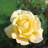 Edelrose Gloria Dei in lichtgelb mit rosa Rand - Duftrose winterhart - Rosen-Blüte in lichtgelb mit rosa Rand - Rose stark duftend im 5 Liter Container von Garten Schlüter - Pflanzen in Top Qualität