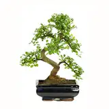 Bonsai mit Keramik Blumentopf ca. 8-9 Jahre alt, 35-40 cm Höhe - Pflegeleichter Indoor Bonsai für Anfänger & Profis, Dekoratives Zimmerpflanze, Ideal für Büro & Zuhause