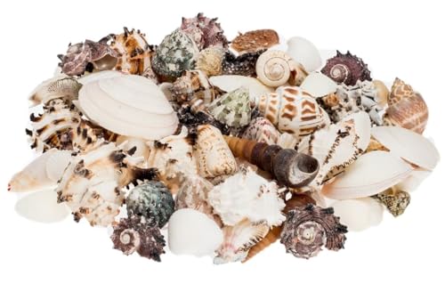 NaDeco Muschelmix, 'Large', Gewicht ca. 1kg | Deko-Muscheln und Deko-Schnecken | Bastelmuscheln | Muscheln zum Basteln | Deko-Muscheln | Deko-Schnecken | Maritime Dekoration | Muscheln und Schnecken