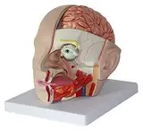 WDSOPK Pädagogisches Modell, Anatomiemodell des Menschlichen Kopfes, Anatomisches Modell des Menschlichen Gehirns, Klassisches Anatomiemodell des Gehirns, Modell Der Hirnarterie