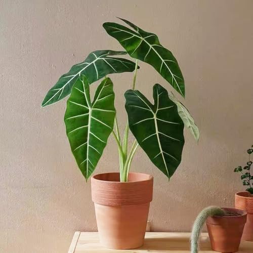 elefantenohr pflanze samen alocasia einfacher Anbau, schattenpflanzen winterhart stauden grünpflanzen auch für dunklere Standorte, pflanzensamen gewächshaus pflanzen für draußen indoor 50pcs