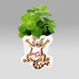 Exotenherz - Coleus canin - Verpiss-Dich - Pflanze - 12 Pflanzen