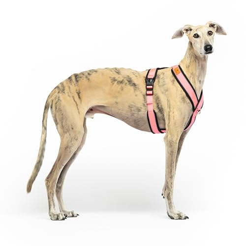 Reflektierendes Hundegeschirr in Y-Form, ideal für Lebreles: Italienischer Windhund, Whippet, Windhund, Podenco - sicher, atmungsaktiv und langlebig, perfekt zum Wandern, Training und Laufen, Rosa,