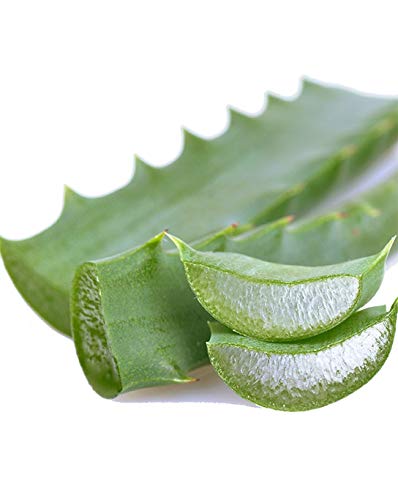 Aloe Arborescens Blätter Bio (1 Bündel à 500 g), Echte Aloe Arborescens Pflanze (Aloe Arborescens Miller), Dr. Kim Beisel Deutsches Aloe Vera Zentrum, Öko-Kontrollstelle: IT-BIO-007
