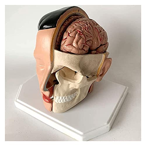 ZJFHEYUO Organmodell, Anatomisches Gehirnmodell, Abnehmbares Anatomisches Modell Der Menschlichen Schädelarterie Für Pädagogische Trainingshilfen Anatomisches Modell