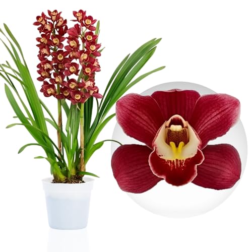 Rote Cymbidium Orchideen, 1 große Zimmerpflanzen aus Holland, 60-70 cm hoch, 14 cm Topf, mit Blüten und duftend (keine künstliche Orchidee, ohne Dünger und Topf, kein Samen und nicht winterhart)