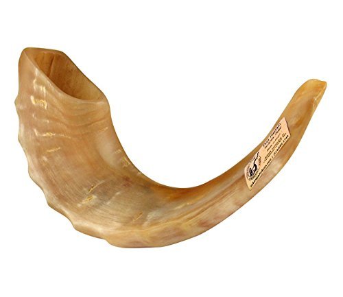 aJudaica 33.02 cm, Kosher, Poliert, 35.56 cm Rams Horn Schofar Hergestellt in Israel Anti-Geruchs-Spray