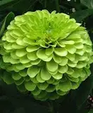 seedsown Jatropha Curcas, Ihr eigener Bio-Kraftstoff, Nizza Zierpflanze, 10 Samen