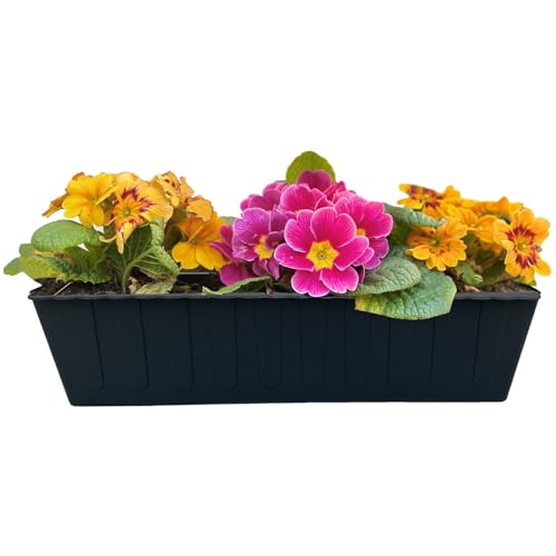 Hossi's Wholesale 10 Euro-Paletten Blumenkästen-Einsätze | 37,3cm Anthrazit | Pflanzkasten für Europalette Palette | Balkonkasten | Blumentopf | aus stabilen Kunststoff | Made in Germany