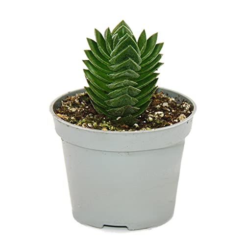 Exotenherz - Sukkulente - Crassula Buddhas Tempel - Mini-Dickblatt - 6cm Topf
