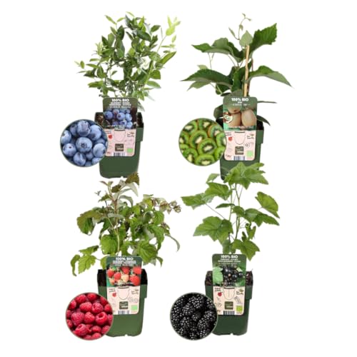 Plants by Frank | "Sommerfruchten" BIO Obstpflanzen set im mix von 4 verschiedene Sorten | 100% Biologisch Kultiviert | Obstgarten | Obstpflanzen | Pflanzen | Gartenpflanzen Winterhart