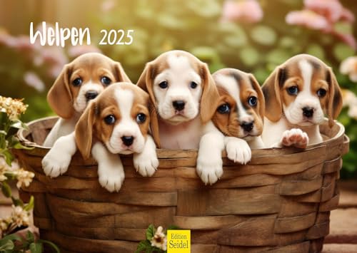 Edition Seidel Premium Kalender Welpen 2025 Format DIN A3 Wandkalender Hundekalender Hund Welpe Tierkinder Hunderasse Haustier