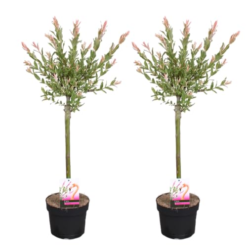 Bloomique - 2er Set - Salix Flamingo - Harlekinweide - Winterharte Balkonpflanzen - Gartenpflanzen Winterhart - Höhe 60-80 cm - Topf 17 cm