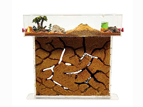 ANTHILLSHOP - Ameisenfarm T- Großer Natürlicher Sand (Acryl) 25x20x1,5cm - 【Ameisen kostenlos enthalten】- Professioneller Ameisenhaufen