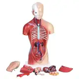 Anatomiemodell des menschlichen Torsos, 28 cm, anatomische medizinische innere Organe, 15 Stück, mit Herz-Kopf-Gehirn-Skelett-Modell für den Unterricht in Anatomie