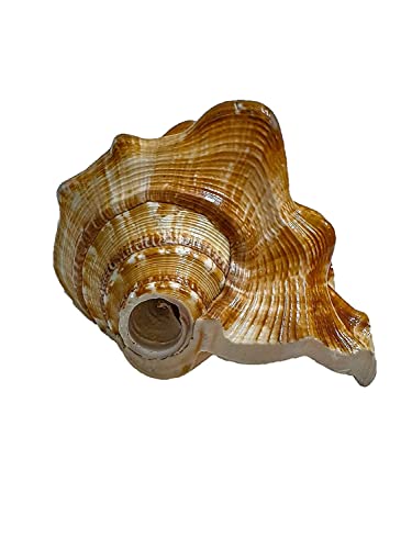 Aashita Creations Vamavarti Panchmukhi Shankh Pure Natural Shell | mit lautem Echo-Sound | Blowing Conch Shell | (L x B x H – 13 x 8,5 x 7 cm)