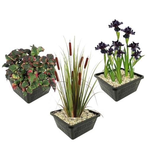 vdvelde.com - Teichpflanzen Set - Dunkle Wasserpflanzen - Kombi Set - 12 pflanzen - Platzierung: -1 bis -10 cm