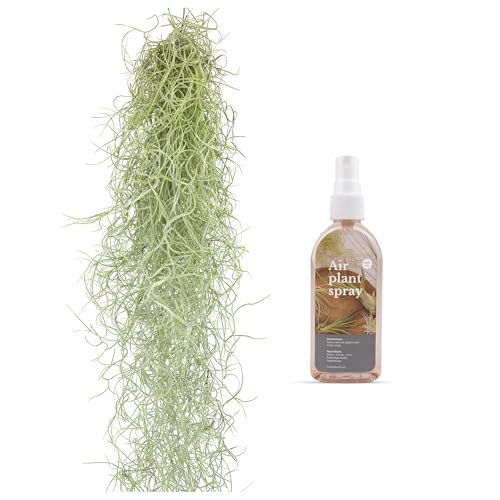 Tillandsien Pflanzen Echt im Mix - Tillandsien hängend 50cm Tillandsia Usneoides Luftpflanzen, Terrarium Pflanzen, Spanisches Moos, Louisianamoos (1x Tillandsia Usneoides & 1Spray)