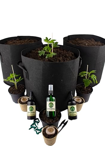Premium Cannabis Anbau Starterset für drei Gras/-Weed Pflanzen inkl. Dünger und Anbauanleitung