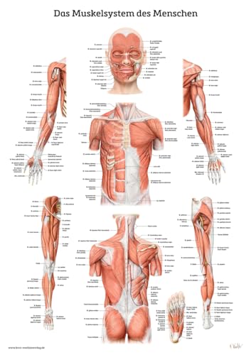 Das Muskelsystem des Menschen: Lernposter der menschlichen Anatomie