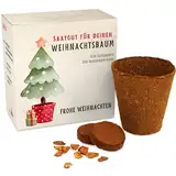 Weihnachtsbaum Anzuchtset als Adventskalender Füllung - Mini Geschenk als Idee für den Adventskalender für Frauen und Männer - Nordmann-Tanne zum selber Pflanzen