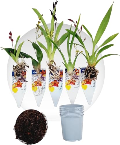Mini Orchideen, 5 Zimmerpflanzen Mischung aus Holland. Mix von 5 Farben (Gelb, Braun, Rosa, Weiß). 15-20cm hoch mit Blüten Cambria, Colmonara, Brassia (keine künstliche Orchidee ohne Dünger und Topf)