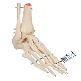 3B Scientific A31 Fuß- und Sprunggelenk-Skelettmodell + kostenlose Anatomie App - 3B Smart Anatomy