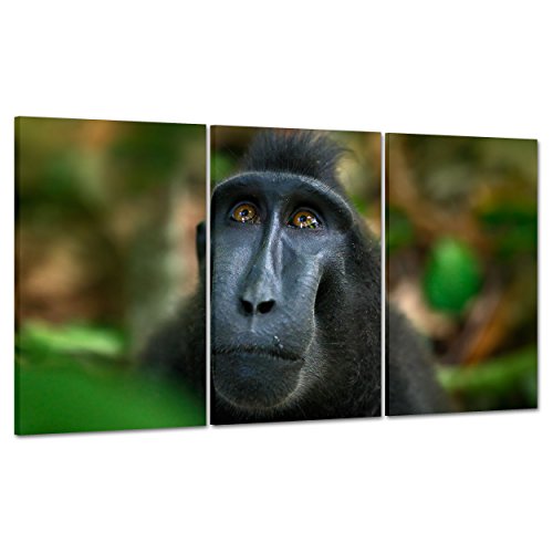 ConKrea Bild auf Leinwand, gerahmt, fertig zum Aufhängen, Macaco – Schwarzer Affe – Asien Tangkoko Sulawesi Indonesien – 100 x 50 cm (Code 2901)