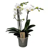 Plant in a Box - Phalaenopsis Multiflora - Orchidee Weiß - Mottenorchidee - Katzenfreundlich - Topf 12cm - Höhe 35-45cm